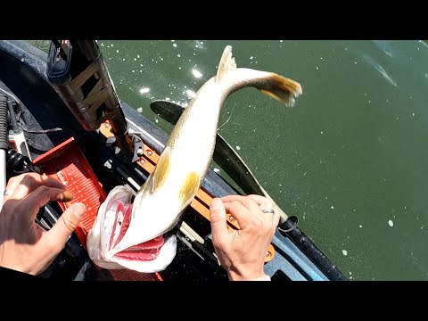 Slapping Big Fish during Kayak Tournament (The Climate of Livescope/FFS within the Fishing Industry)