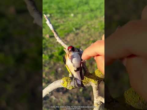 Así duerme el pájaro más perezoso sobre un girasol