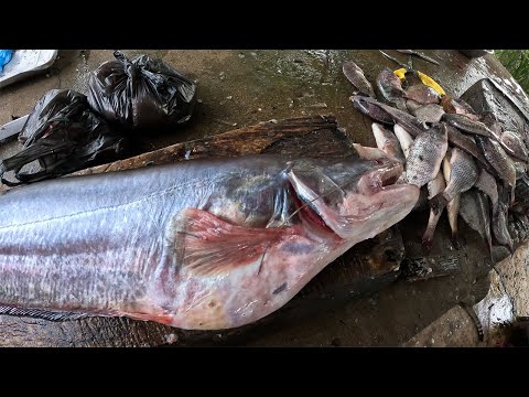 LIVE Monster Boal Fish Gets Chopped | Unexpected Boal Fish Cutting Scene at Rural Village Fish Stall