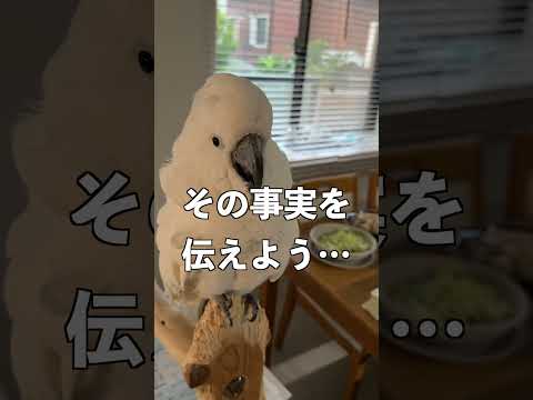 ママ好きオウムに「パパとふたりきり」は禁句 #shorts