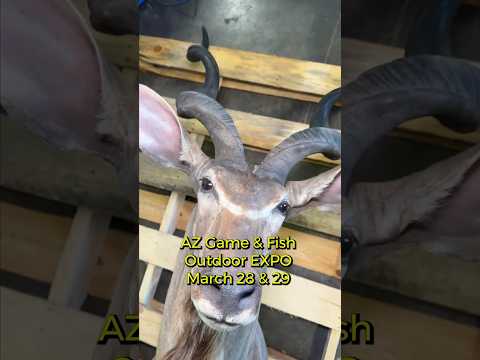 Wildlife Assets Sale Preview