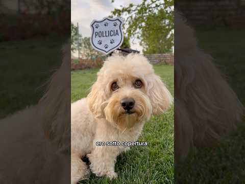 Il Cane POLLICIOTTO🚨 #chico #divertente #canedivertente #funny #dog