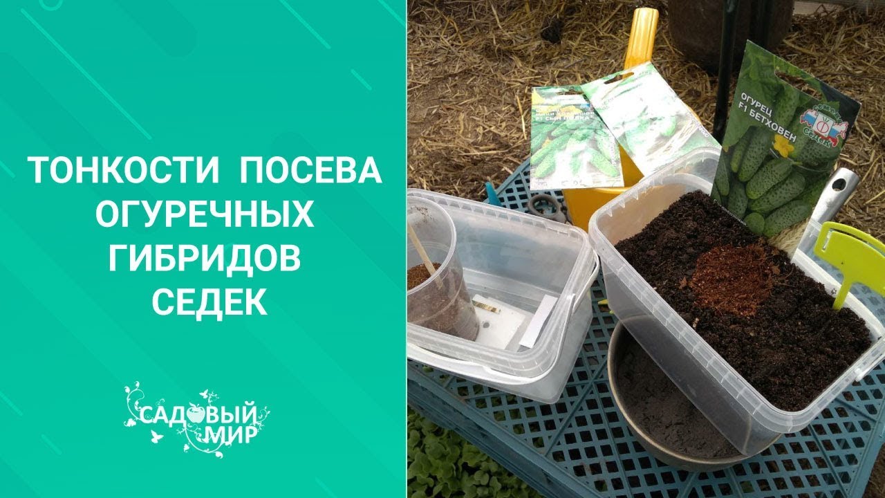 Для щедрого урожая огурцов-зеленцов маленькие хитрости при посадке весной