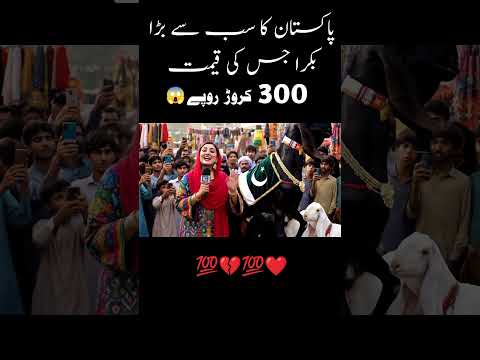 Lahore Ka Bara Bakra  #bakramandi #2 #qurbani2025 #eiduladha  #viralvideo #foryou #shorts