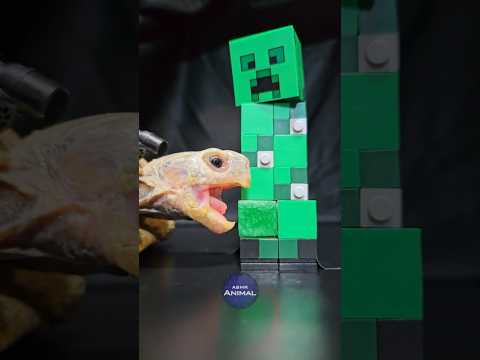 Minecraft ASMR Mukbang Eating Creeper 🐢 Turtle Tortoise