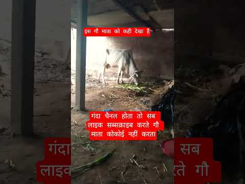 इस गौ माता को कहानीदेखा है#100millon #cow #motivation #13million #gaumata #animals