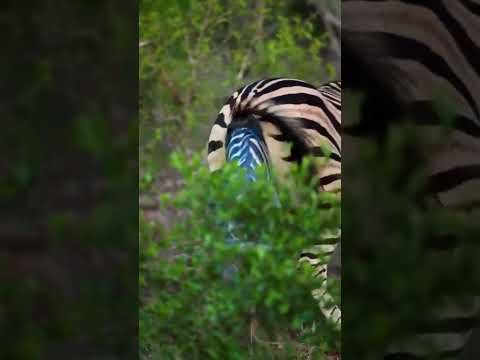 Zebra giving birth