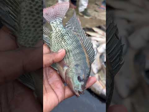 Strangest Fish Facts in the World | दुनिया की सबसे अजीब मछलियाँ 🎣😵!! #facts #shark #latest