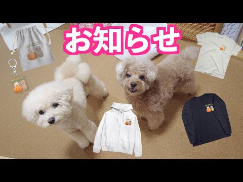 可愛いコタ三桜新グッズが完成したのでお知らせします♪【トイプードル】