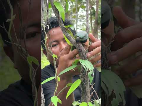 Episode 05: Survive Skills #nature #wildlife #cutebirds #birdworld #birds #animals #birdlives