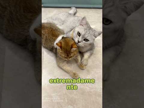 The cat owner discovered that her cat was pregnant, but the father of the kitten did not appear.#cat