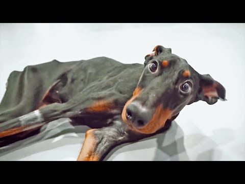 Un tributo a Nancy... la Dobermann que hizo llorar al mundo