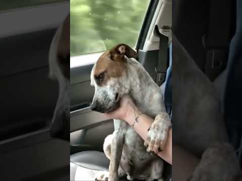 Con la mirada te lo dicen todo! #perritos #puppy #reporteros #fypシ