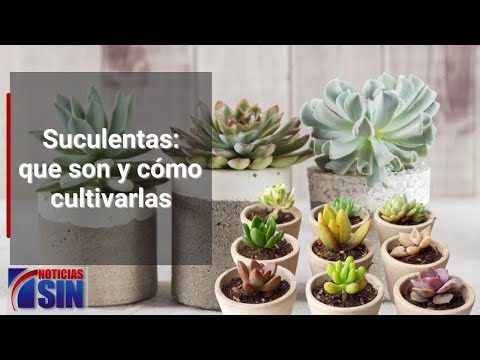 ¿Cómo cultivar suculentas?