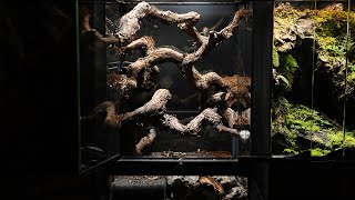 한국 포도나무를 이용해 만든 30센티 비바리움 | 30cm vivarium made from grapevines