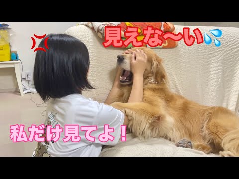 一緒にいるのにBOSSばかり気にする愛犬に愛の鞭を繰り出す姉【ゴールデンレトリバーとミニチュアダックスフンド】