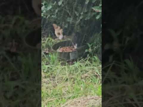 野良猫保護#救助#捨て猫#Protecting stray cats #Rescue #Abandoned cats