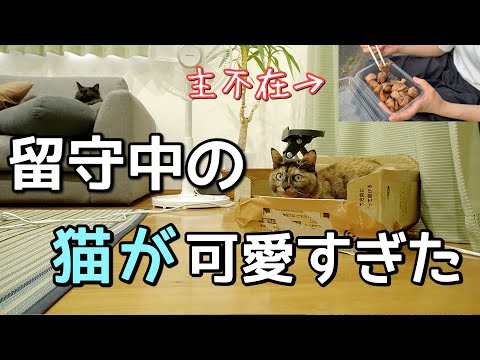 突然、主が実家に帰ってしまいお留守番することになった猫…思いがけない行動とは