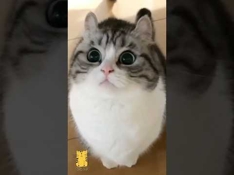 Funny Cat & Cute Kittens596😻 #shorts #kucing #kucinglucu #funny #pet #cat #foryou #viral #viralvideo