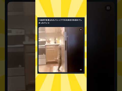 飼い主に二足歩行見られちゃった犬