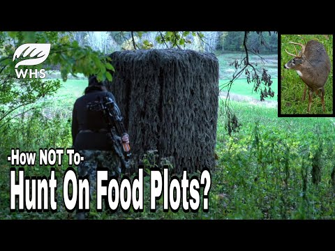 Why You Shouldn’t Deer Hunt On Food Plots