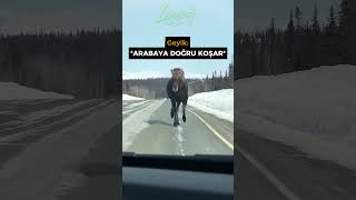 BU GEYİK OTOBANDA BEKLENMEDİK BİR HAREKET YAPTI! 🦌⚠️