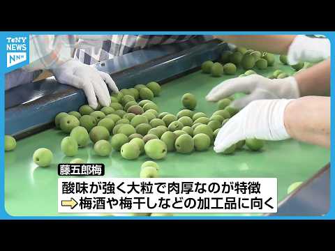 加工用に人気】大粒で肉厚「藤五郎梅」選別作業始まる 亀田地区の特産