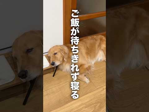 ご飯が待ちきれずに寝ちゃった犬...【ボーダーコリー・ゴールデンレトリバー】#shorts
