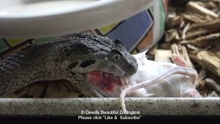 Episode #2026: Deathies and Rare visit with Thumper