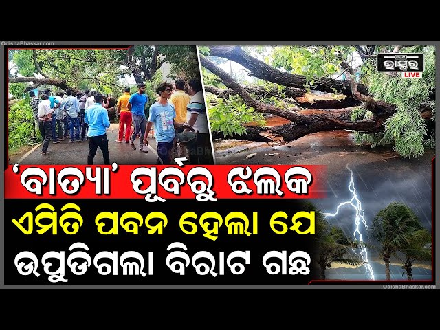 ‘ବାତ୍ୟା’ ପୂର୍ବରୁ ଦେଖାଗଲାଣି ଝଲକ...ତାଣ୍ଡବ ଦେଖାଇଲା କାଳବୈଶାଖୀ ବର୍ଷା| ଏମିତି ହେଲା ଯେ, ଉପୁଡିଗଲା ବିରାଟକାୟ ଗଛ