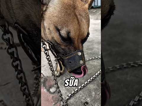 Hãy cứu lấy người bạn thân của tui
