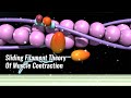 Understanding the Sliding Filament Theory