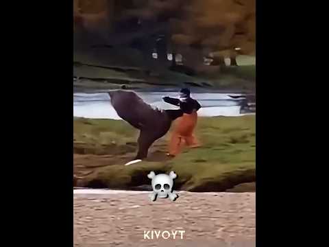 The Last Bear Is Insane 💀
