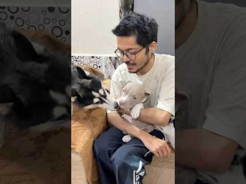 My Husky to Be Gentle with Our bully dog #dog #shorts
