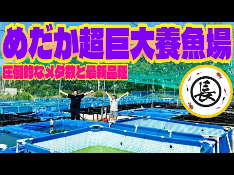 【メダカ】大きいを超越しためだか養魚場のメダカ数が凄すぎる(最新品種のご紹介と丸長節を余すところなくお見せします)
