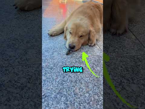 Best friend got backstabbed! #dog #sad #pets
