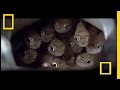 Cichlid and Catfish Interaction Dynamics