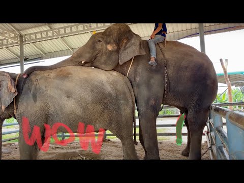 ช้างจีบกัน❗️จะจีบได้ไหมมาดูกัน Elephant lovely