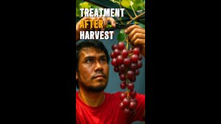 Post-Harvest Grape Vine Care: Essential Tips for a Bigger & Sweeter Next Harvest!
