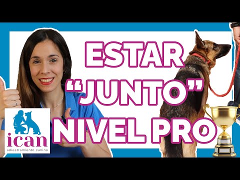 ENSEÑA a tu perro a PONERSE / CAMINAR JUNTO A TI (100% EFICAZ) | Adiestramiento Canino