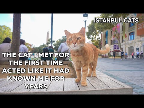 🇹‌🇭‌🇪‌ 🇲‌🇴‌🇸‌🇹‌ loyal friends in the world who will always make you happy are Istanbul Stray Cats.