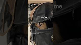 What do you think of our new photo? 😄 #shorts #pomeranian