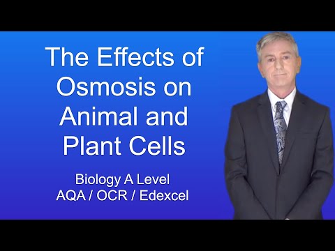A Level Biology Revision “The Effects of Osmosis on Animal and Plant Cells”
