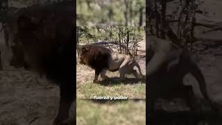 Los últimos momentos del viejo león
