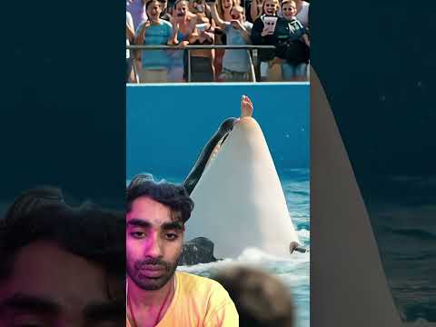 Attack Jessica || Dolphin 🐬 #animals #shorts #viral #video #youtubeshorts