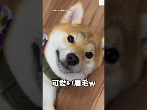 毎日爆笑‼️可愛い眉毛😂　#柴犬　#犬　#面白い　#犬のいる暮らし #かわいい犬 サムネイル