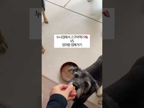 과연 집돌이 강아지의 선택은? #shorts #댕댕이