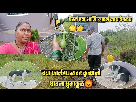 बघा फार्महाऊसवर कुत्र्यांनी घातला धुमाकूळ😡पेरलं एक आणि उगवलं काय वेगळंच🙄🤔#shakuntalabangale #vlogs 