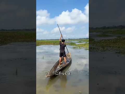 ऊदबिलाव के मदद से मछलियां पकड़ते हैं ।।#ytshorts  #fishing   #deepseafishing #animals