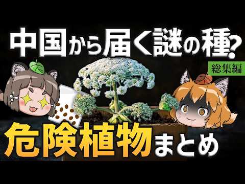 【総集編】中国から届く謎のタネの正体…ジャイアント・ホグウィードとの関連は？触ってはいけない危険植物まとめ